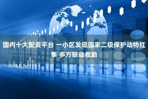 国内十大配资平台 一小区发现国家二级保护动物红隼 多方联动救助